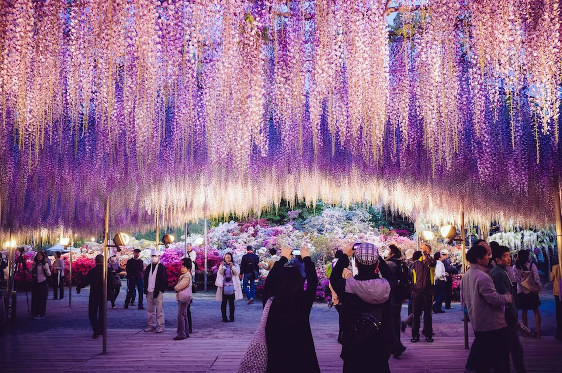 Ashikaga Flower Park- Most Beautiful Places in Japan to Visit!