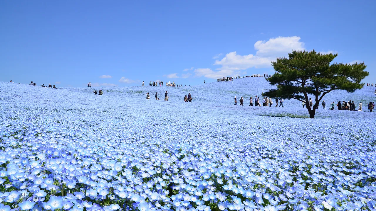 Hitachi Seaside Park- Most Beautiful Places in Japan to Visit!