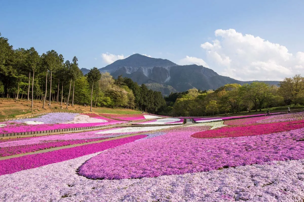 Hitsujiyama Park- Most Beautiful Places in Japan to Visit!